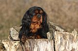 CAVALIER KING CHARLES 375